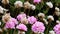 Purple And White Flowers With Large Black And Yellow Bee