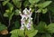 Purple and white flowers, pseuderanthemum carruthersii