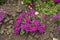 Purple and white flowers of verbena in July