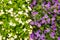 Purple and white flowers of the wall or Dalmatian or Adria bellflower Campanula portenschlagiana, background. Potted plants