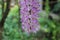 Purple and white Foxtail orchid flower