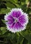 A purple and white fringed petal with dew drops, dianthus
