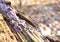 Purple and white fungus growing on the rotting wood of a fallen log in the woods