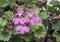 Purple and white geranium blooms, Galatina, Italy