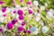 Purple and white Globe amaranth or Gomphrena globosa