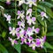 Purple and White Hanging Orchids