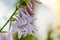 Purple white hosta blossoms with ants.