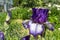 Purple and white iris in botanic garden with softly blurred background