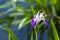 Purple and white iris flower