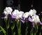 Purple And White Irises