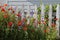 Purple and White Larkspur Delphinium Red Poppies in garden white picket fence horizontal