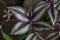 Purple and white leaf of Tradescantia zebrina Bosse, Silvery wandering jew or Silver inch plant in the garden.