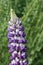 Purple and white lupin flower spike