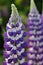 Purple and white lupin flower spikes