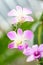 Purple white mokara hybrids orchid in garden
