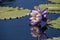 Purple and white N Kews Stowaway Blues water lily Nymphaea gigantea