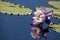 Purple and white N Kews Stowaway Blues water lily Nymphaea gigantea