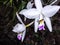 Purple and white orchid blooming in spring