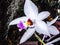 Purple and white orchid blooming in spring