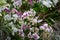 Purple and White Orchid cluster Flower