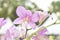 Purple and white orchid flower in tropical garden, amazing flowers and also elegant, queen of flowers, image for use in realistic