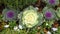 Purple and white ornamental Kale surrounded by small green plants and white flowers in Dallas, Texas.