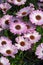 Purple and white osteospermum flowers