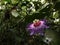 A purple and white passion flower found in the middle of the jungle