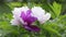 Purple and white peony flower