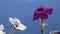 Purple and white petunia