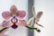 Purple and White Phalenopsis Orchid Flowers on Light Background