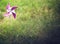 Purple and white pinwheel on the grass