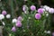 purple and white round banksia flowers