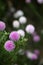 purple and white round banksia flowers