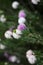 purple and white round banksia flowers