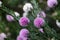 purple and white round banksia flowers