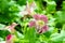 Purple white spotted mimulus monkey flower in garden