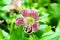 Purple white spotted mimulus monkey flower in garden