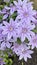 purple and white striped clematis flowers vertical format