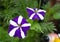 Purple and white stripped petunia flowers in full bloom