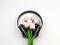 Purple white tulip bouquet in whte headphone on white background with copy space. Love song, spring music and Audio book
