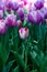 Purple and white tulips close up in a park