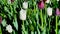 Purple and white tulips green background