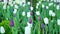 Purple and white tulips green background