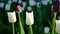 Purple and white tulips green background closeup