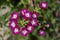 Purple and white verbena flower