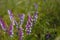 Purple white Vicia cracca, tufted or boreal vetch, cow or bird vetch flowers. Forage crop for cattle, source of nectar. Soft