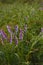 Purple white Vicia cracca, tufted or boreal vetch, cow or bird vetch flowers. Forage crop for cattle, source of nectar. Soft