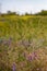 Purple white Vicia cracca, tufted or boreal vetch, cow or bird vetch flowers. Forage crop for cattle, source of nectar. Soft