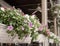 Purple and white Vinca flower decorate in white basket flower pot